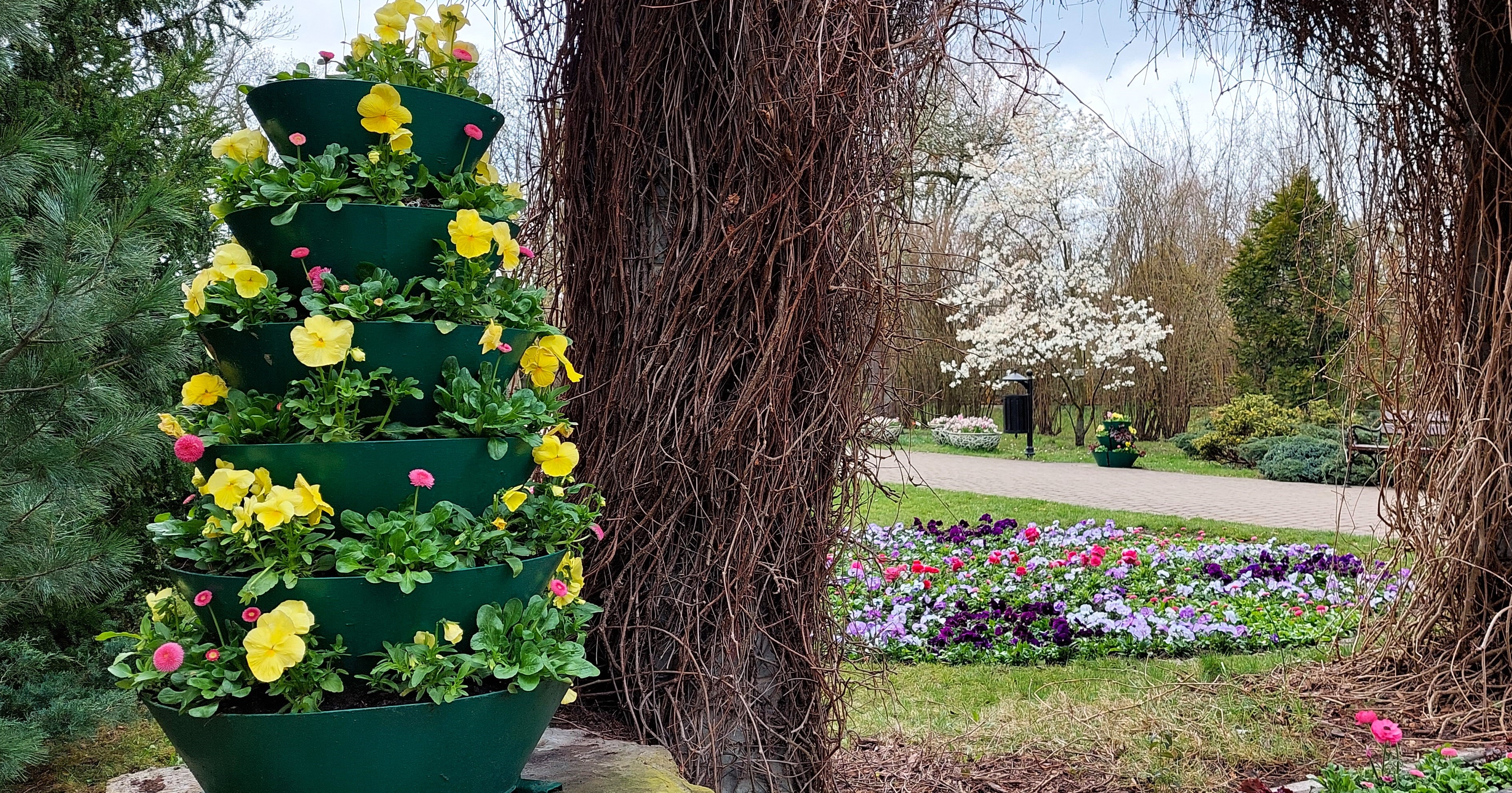 Ogród botaniczny w Grudziądzu cały w wiosennych kwiatach! Kwitną białe magnolie, pigwowce, drzewka owocowe, tulipany. Posadzono mnóstwo bratków, stokrotek, hiacyntów (zdjęcia)