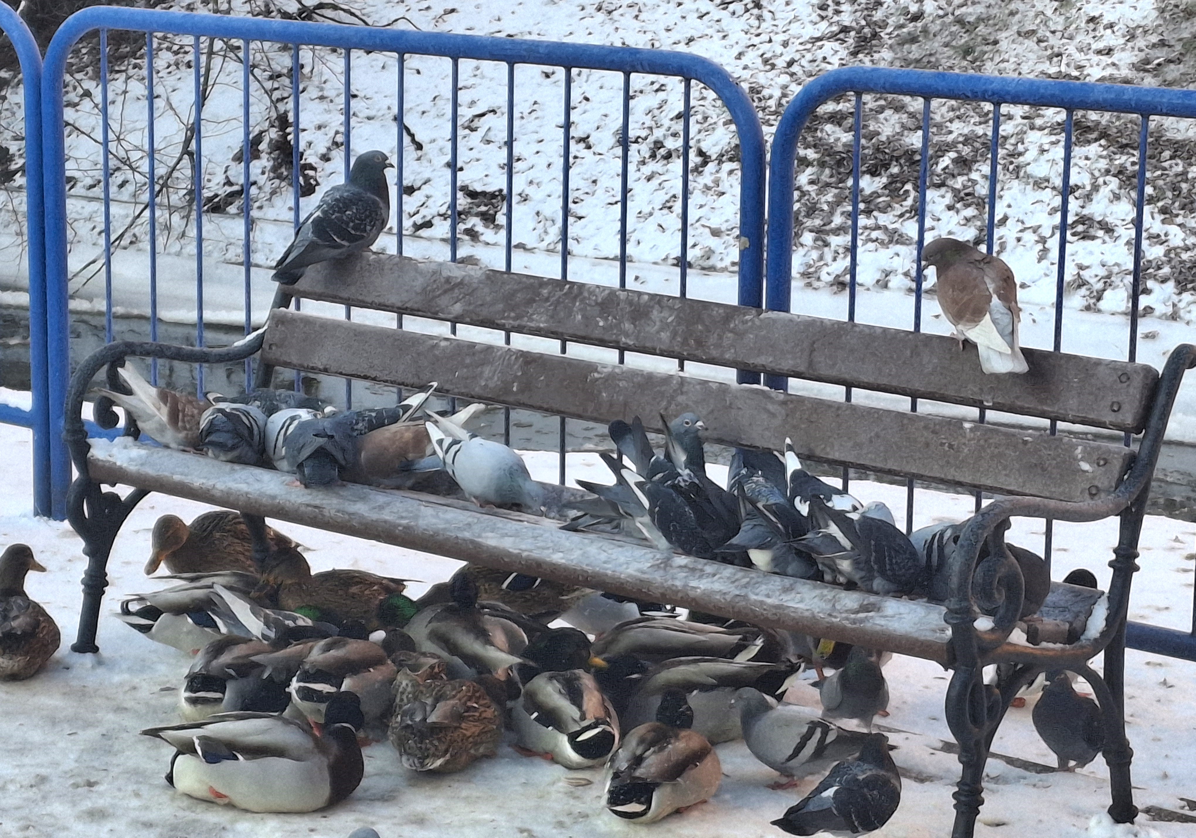 Silne mrozy dokuczają nie tylko ludziom. Wsparcia potrzebują także ptaki, które zimą gromadzą się wokół zamarzającej Trynki (zdjęcia)