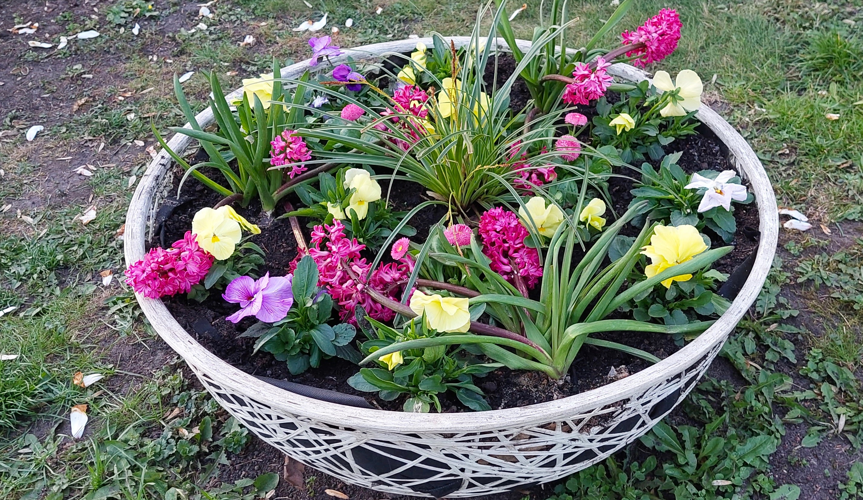 Ogród Botaniczny w Grudziądzu kwitnie! Są bratki, hiacynty, magnolie, pierwiosnki, tulipany… Wiosenny spacer wśród kwiatów i drzew to komfort i relaks (zdjęcia)